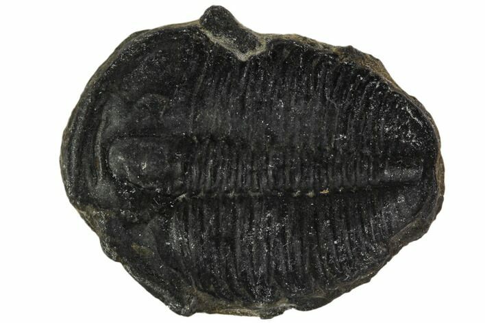 Bargain, Elrathia Trilobite Fossil - Utah #108651
